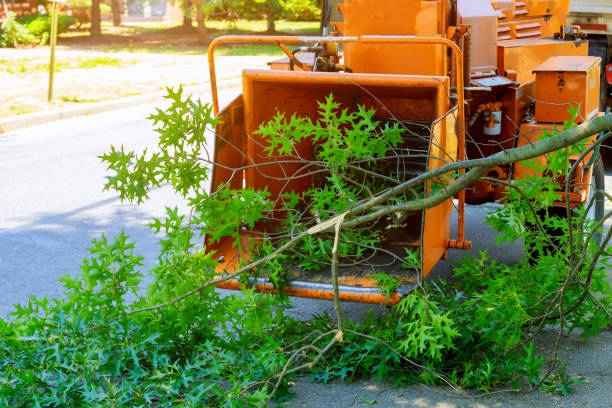 Best Leaf Removal  in Cabana Colony, FL