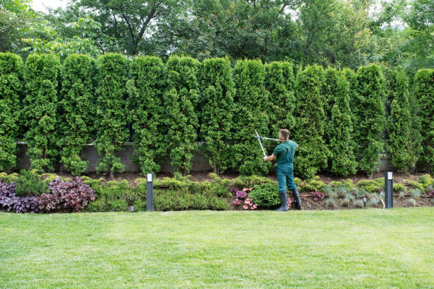 Best Sod Installation  in Cabana Colony, FL