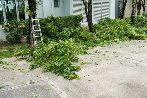 Best Seasonal Cleanup (Spring/Fall)  in Cabana Colony, FL